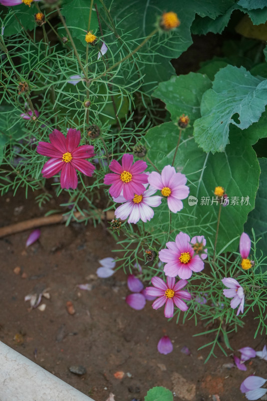 粉色波斯菊花卉特写