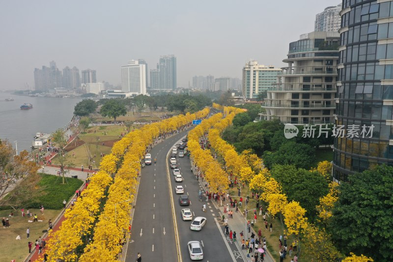 广州黄花风铃盛开市政绿化洲头咀公园航拍