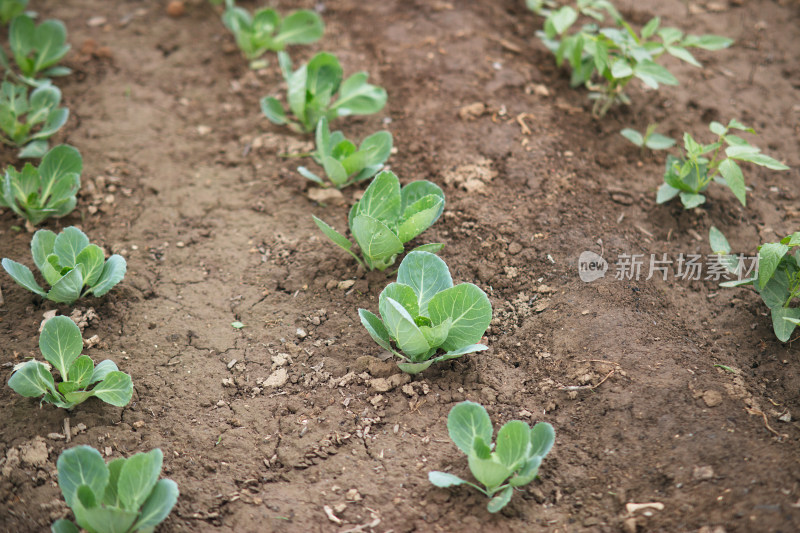 耕地里的圆白菜幼苗