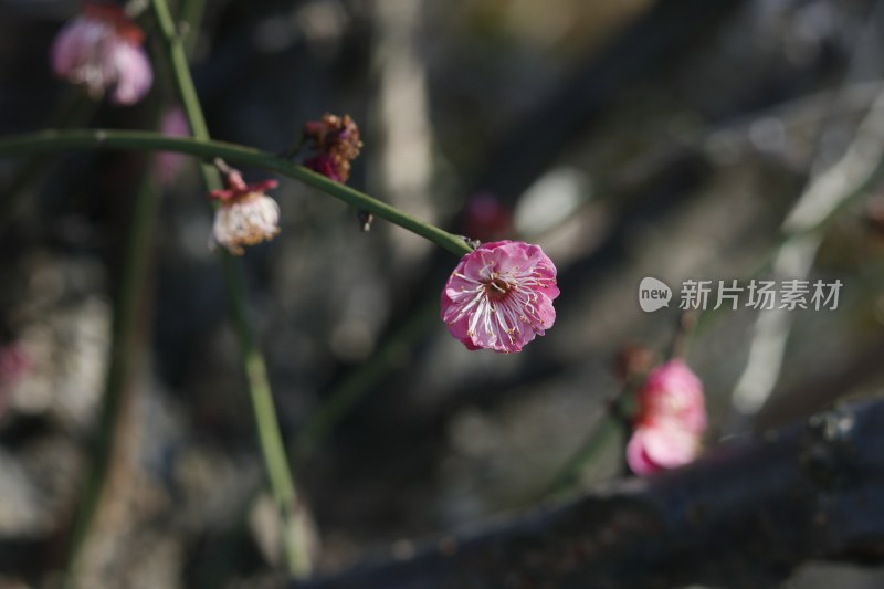 梅花 腊梅 红梅花