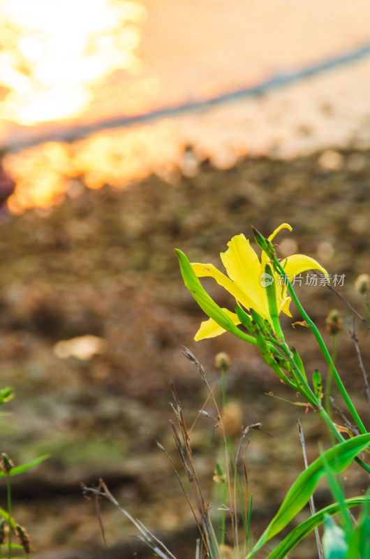 青岛太平角海滩边一朵黄花菜