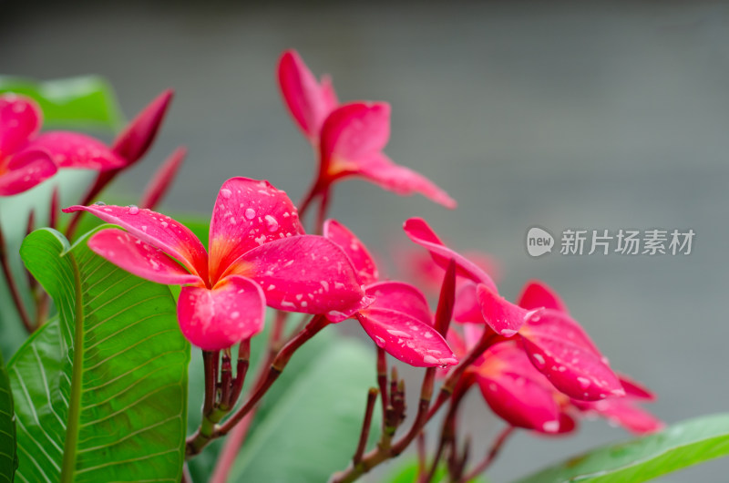 雨中盛开的红鸡蛋花