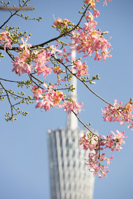 中国广东省广州市广州塔异木棉