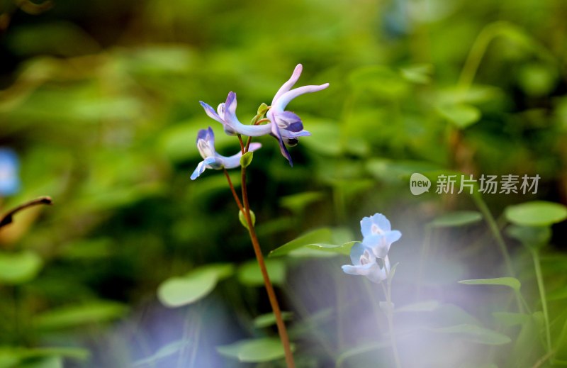 野生中药材元胡的花朵和果实