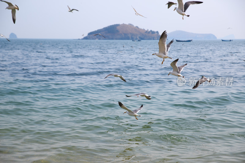 海鸥飞翔的大连傅家庄海滨