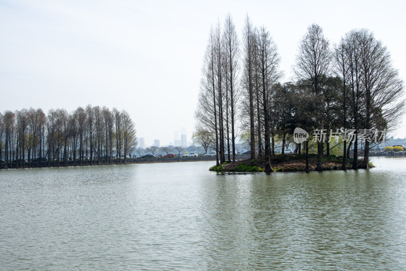 无锡市太湖鼋头渚风景区春日池塘水杉林倒影