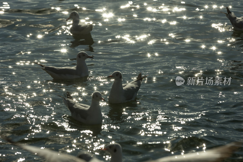 波光粼粼的湖面河海鸥