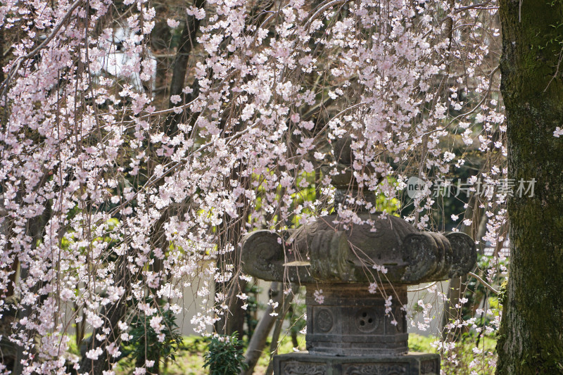 日本，川越喜多院，日式建筑与垂枝樱