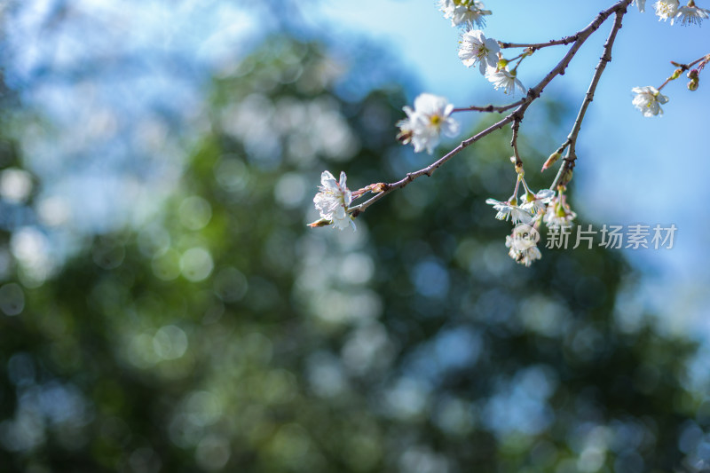 春天的花卉