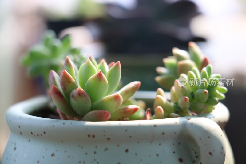 多肉植物盆栽盆景绿色植物