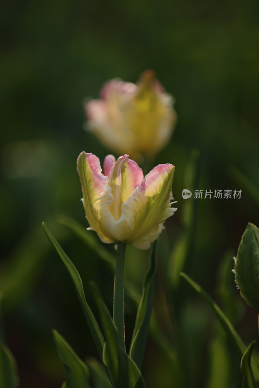 杭州太子湾公园绽放的粉色郁金香粉鹦鹉