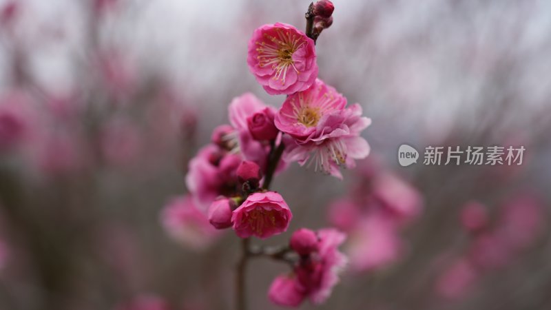 梅边吹笛，唤起玉人