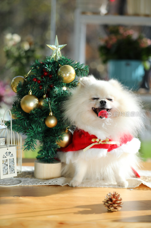 微笑着扮演圣诞老人的白色博美犬