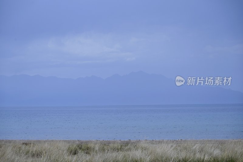 夏塔新疆伊犁草原的牛马和风