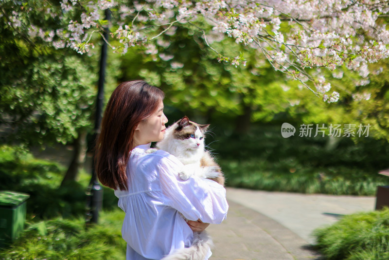 美女抱着宠物布偶猫 春日赏花 樱花