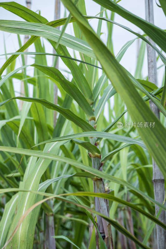 果园里种植着大量的甘蔗，生长旺盛