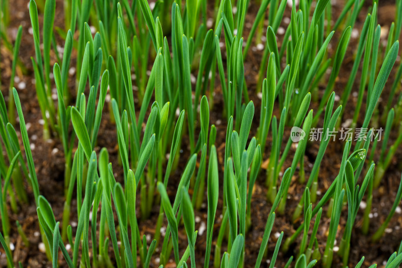 春天小麦草植物生长