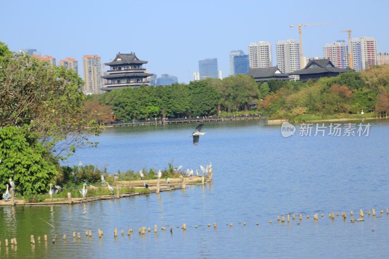 湖畔古建筑与城市天际线景观