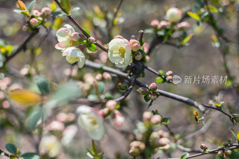 春天的花卉