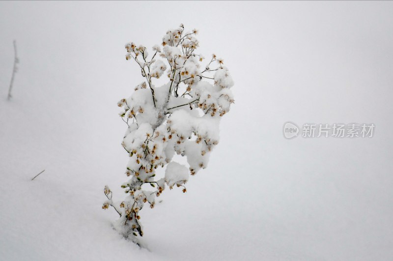 重庆酉阳：雪中月季花