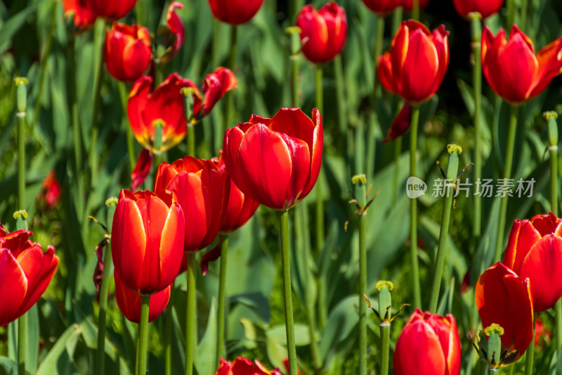 大片郁金香花海景观