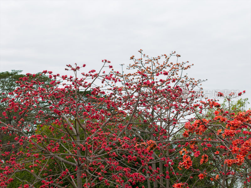 红色的木棉花