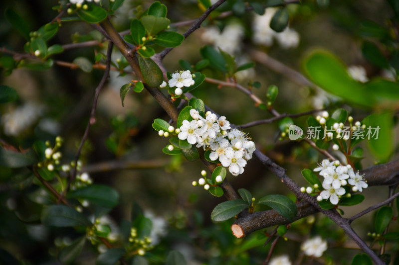 白色小花与绿叶特写