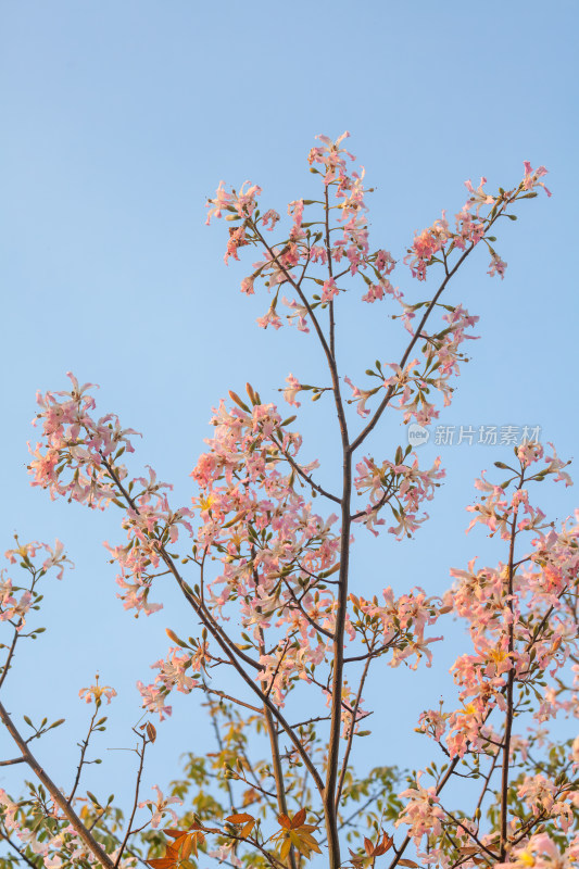 异木棉花