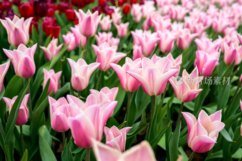 郁金香花卉景观