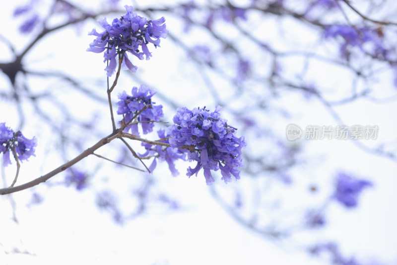 昆明蓝花楹 教场中路