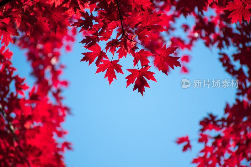 秋天霜降红叶枫树自然风景天空枫叶