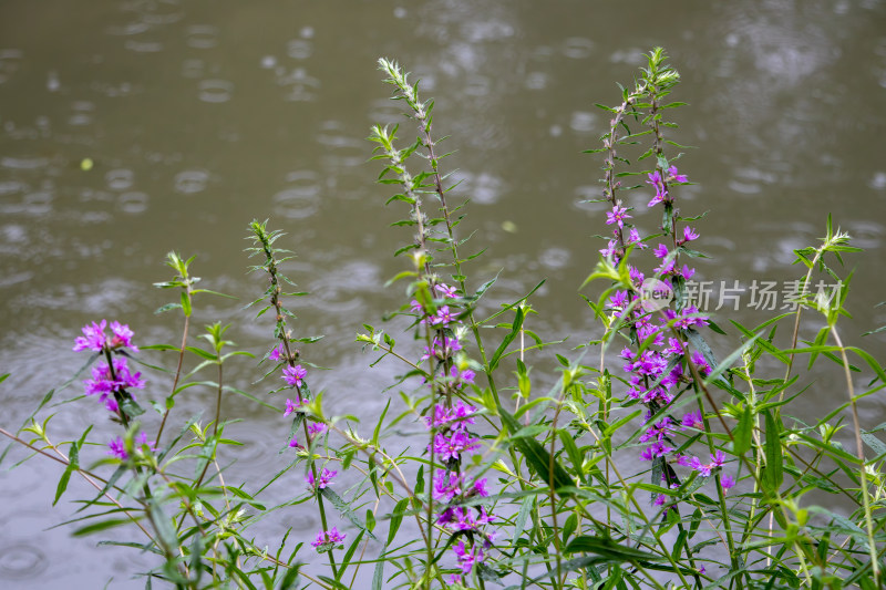 夏日池塘边的千屈菜 水枝柳