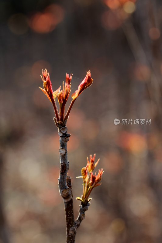 香椿芽春天