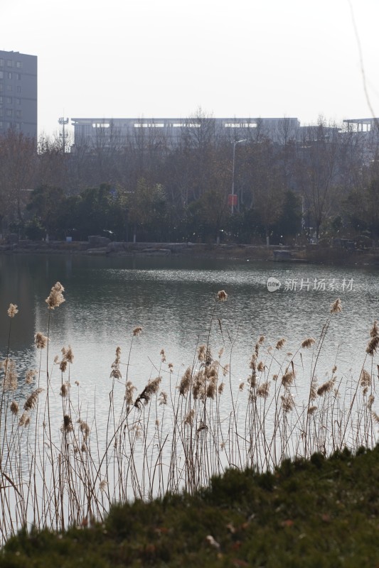 城市湖边芦苇景观