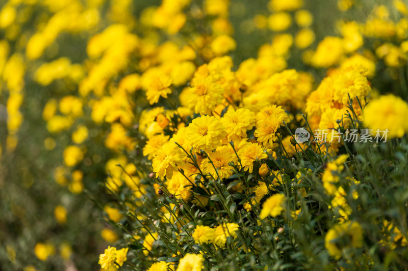 盛开的黄色菊花花丛