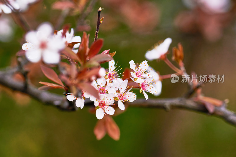 盛开的樱花