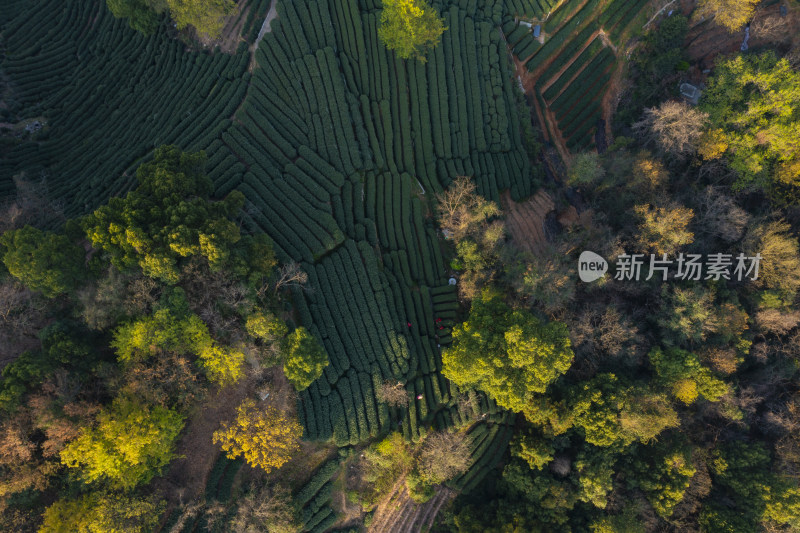 春天杭州西湖龙井茶园翁家山狮峰茶园