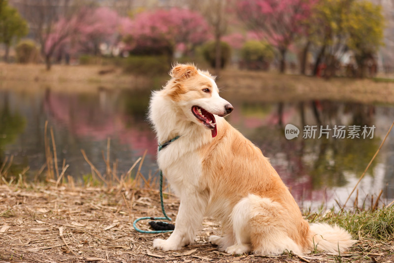 坐在湖边梅花树下的边境牧羊犬