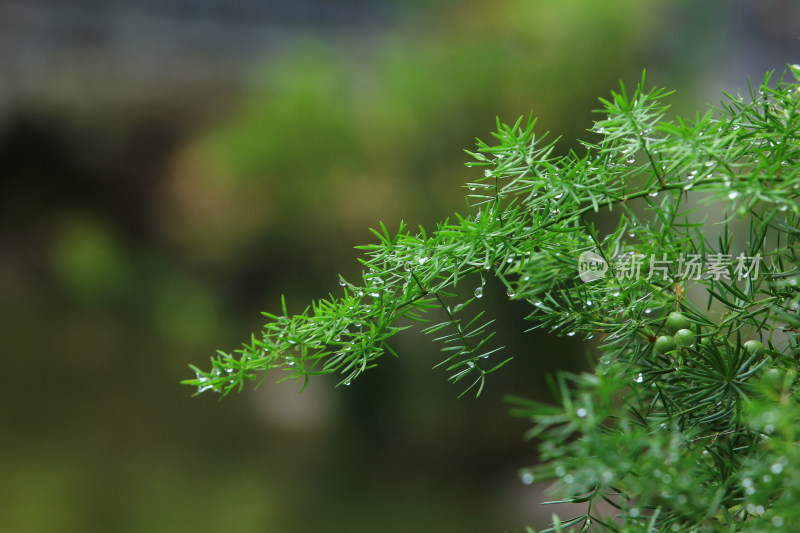 绿草叶片上的水珠