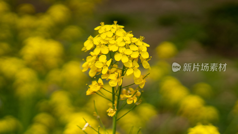 遍地油菜花开