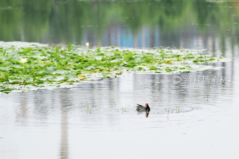 夏季在公园湿地湖泊里栖息觅食的黑水鸡