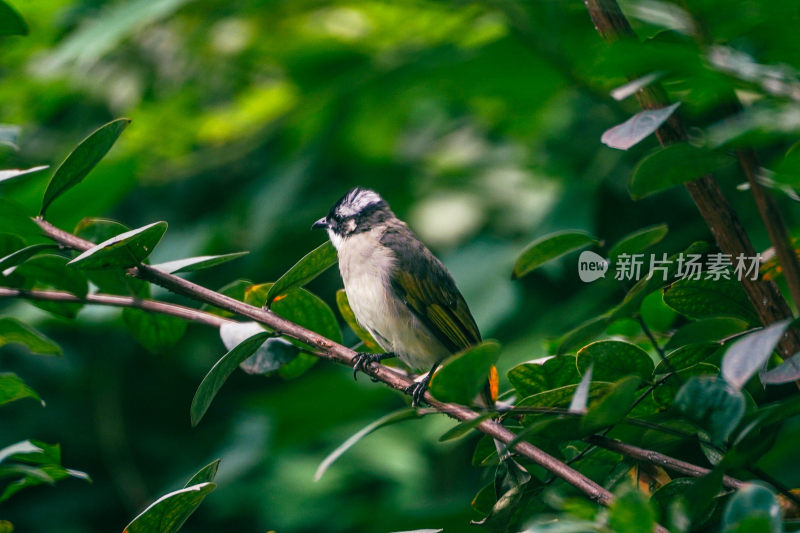 翠绿丛林中的小精灵