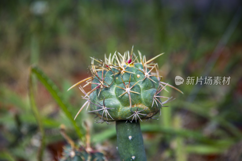 花花草草仙人植物