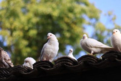 中式建筑屋檐上的一群鸽子