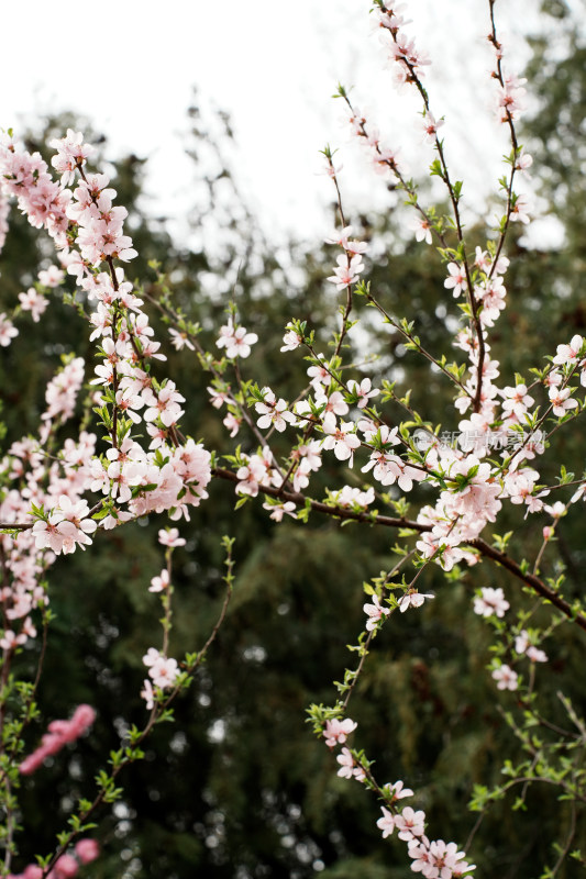 北京奥森樱花桃花