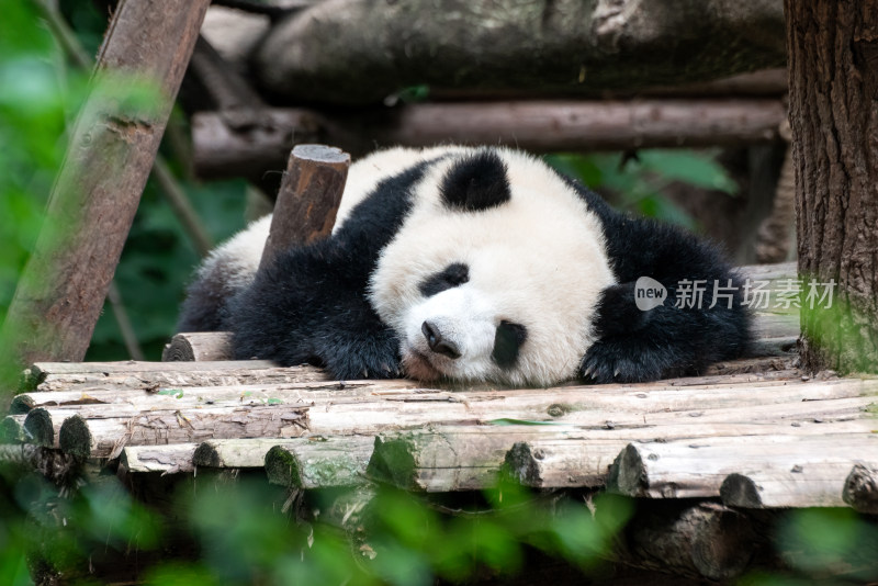 成都大熊猫繁育研究基地的大熊猫