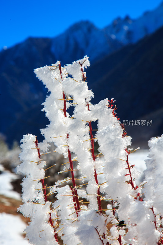 中国西藏地区冬季雾凇及雪绒花