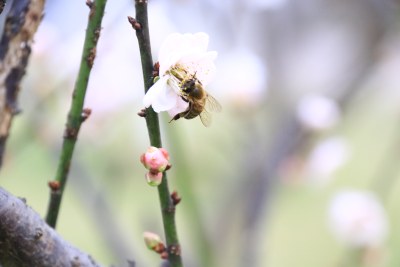 白色梅花 粉红梅花 白梅 