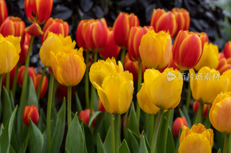 郁金香花