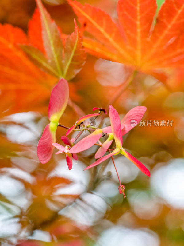 春天枫树的翅果特写